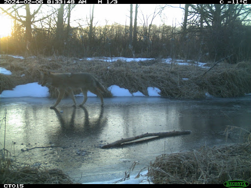 A Wolf walking on frozen creek in early morning